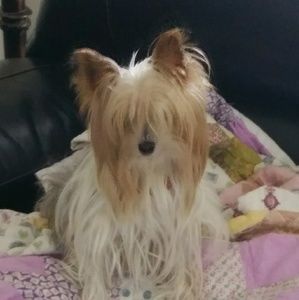 Meet your Posher, Yvette